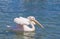 White pelican floating on the blue sea