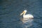 White pelican floating on water, close up view of beautiful water bird in the middle of the lake