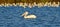 A White Pelican and Flock of avocets
