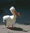 A White Pelican. The growth on his beak mean it is breeding time.