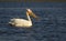 White Pelican at Lake