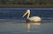 White Pelican at Lake