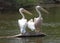 White pelican on the lake in Delhi zoo