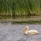 White pelican in Lake Utah against thick grasses