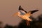 White Pelican Landing