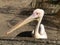 White pelican, large water bird