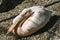 White pelican laying on the ground facing the camera