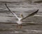 White Pelican Liftoff from Behind at Carlyle Lake in the Winter