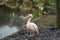 White Pelican in London Park