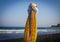 White Pelican looking at camera in the beach. Pelecanus onocrotalus Close up shoot from beak