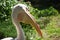White Pelican looks ahead in search of food on the background of green trees