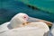 White Pelican looks with one eye into the camera lens.
