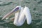 White pelican , Namibia