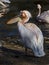 White pelican near the pond 3