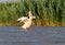 A white pelican with open wings dries feathers in the wind