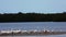 White Pelican, Pelecanus erythrorhynchos, in the Everglades