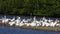 White Pelican, Pelecanus erythrorhynchos, on a sandbar