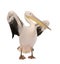 White Pelican - Pelecanus onocrotalus (18 months)