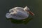 White Pelican or Pelecanus onocrotalus swimming or floating on water in lake and look for fish