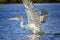 White Pelican,Pelecanus rufescens is flying and landing on the surface of the sea lagoon in Africa, Senegal. It is a wildlife