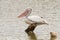 White pelican perching on a lumber in a lake