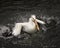 White Pelican Photo. Picture. Image. Portrait. Close-up profile view.  White Pelican bathing with splashing water