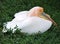 A white pelican with a pink head sits in the green grass on a summer day