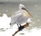 White Pelican in Prague zoo.