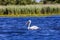 White Pelican ready to flying