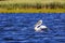 White Pelican ready to flying