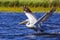 White Pelican ready to flying