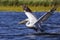 White Pelican ready to flying