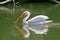 White Pelican Reflection