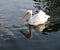 White pelican with reflection in the blue lake.