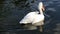 White pelican with reflection in the blue lake.