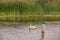 White pelican beside sign pole in Utah Lake Provo