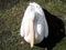 White Pelican sitting on green grass