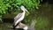 White pelican sitting on a tree