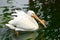 White Pelican in a southeast florida zoo aquatic bird exhibit.