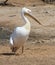 White Pelican standing