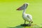 White pelican is standing in green swamp for finding a fish