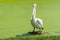 White pelican is standing in green swamp for finding a fish