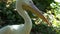 A White Pelican Stares in Profile in a Zoo on a Sunny Day