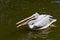 White pelican swallowing the caught fish. Waterbird of the family Pelecanidae.