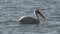 White Pelican Swimming in Water