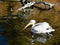 a white pelican swimming on the water of a pond. The pelican is swimming moving its legs and creating waves on the quite water.