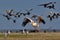 The white pelican takes off from the water