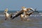 The white pelican takes off from the water