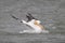 White Pelican Taking a Bath - Corpus Christi, Texas