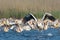 White Pelican Taking off from the flock